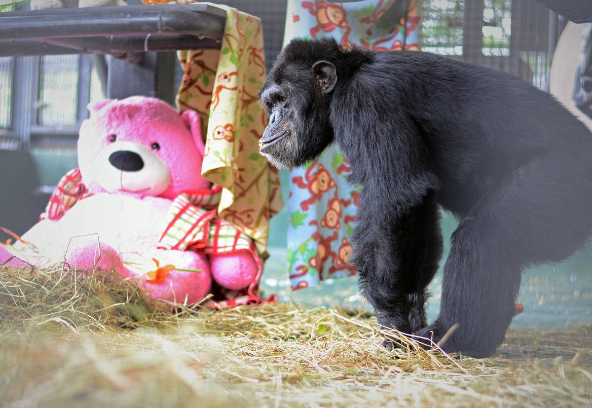 projectchimps's tweet photo. Today is National Teddy Bear Day! This day honors the history of one of childhoodโs favorite toys. Many of us had a special, cuddly teddy as a kid. Teddy bears even make good friends for chimps like Luke! #LukeChimp #TeddyBearDay #NationalTeddyBearDay #chimpanzees #ProjectChimps https://t.co/qKcI9bOer3