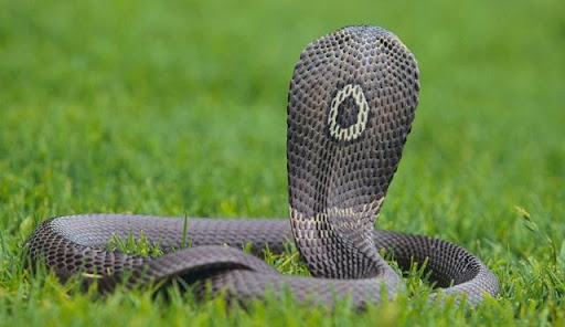 Line Ledsgaard tweet media