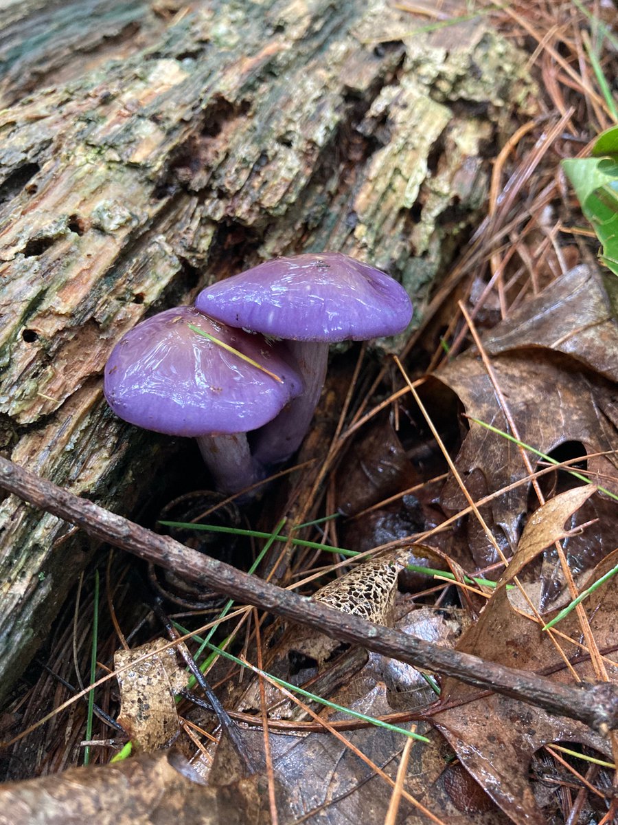 PSNE_Inc's tweet photo. It's another rainy day here in Boston, but we can't wait to see what we discover in the wet weather! Join us at our Child/Adult Habitat Class in Newton tomorrow morning to see what crazy critters we might find hiding on the forest floor!

Learn more here: https://t.co/wJczNWhYSe https://t.co/2XcEESyTlj