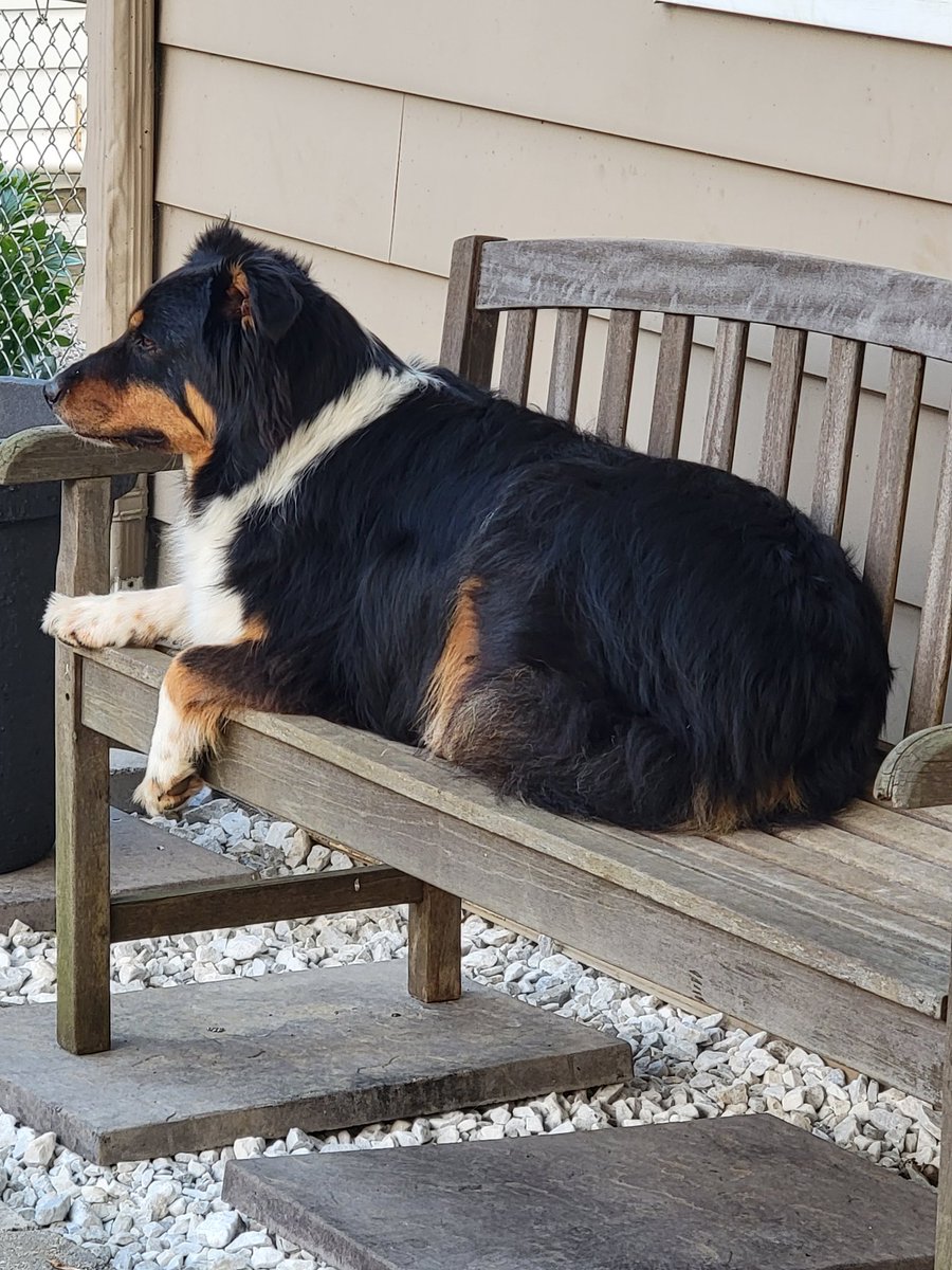 I'm still proud of the fact that we've been able to help a lot of Aussies in and around Michigan and the Midwest USA. I know Bo is thankful for everyone that has supported our efforts in some way or another.

$AUSS $SOL #Solana #SolanaSummer #SolanaSZN