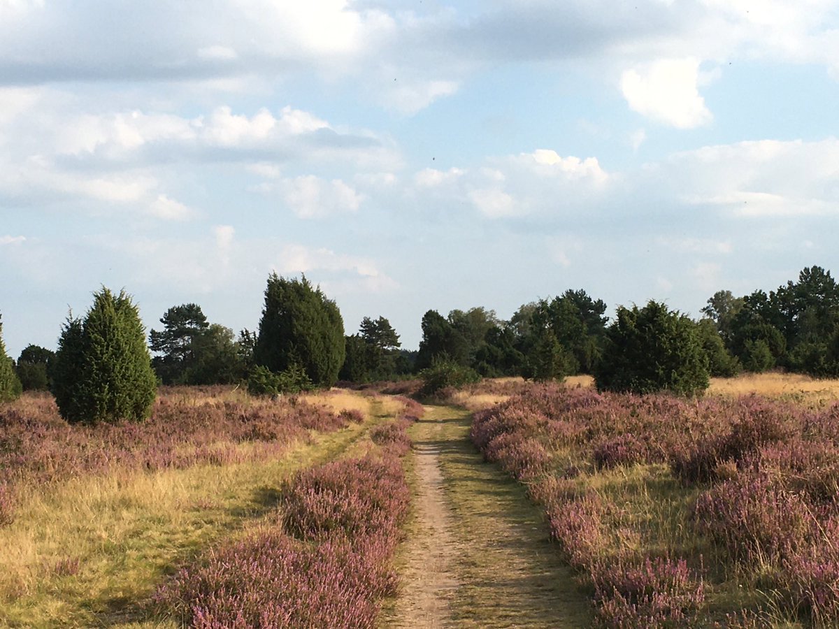 Have a nice evening! 🙂 #nature #nature live #wildlife #heath #Lüneburg heath