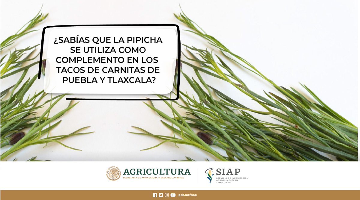 DGSIAP_Mx's tweet photo. #Puebla es la única entidad de #pipicha en #México, generó 124 toneladas en 2019.
#AgriculturaMexicana https://t.co/ZRf9giQuIN
