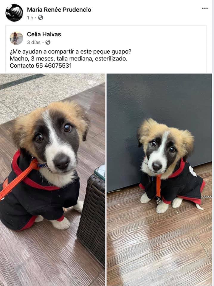 xjusticianimal's tweet photo. RT MÉXICO, HERMOSO EN ADOPCIÓN RESPONSABLE https://t.co/tXlvxqx3Nd