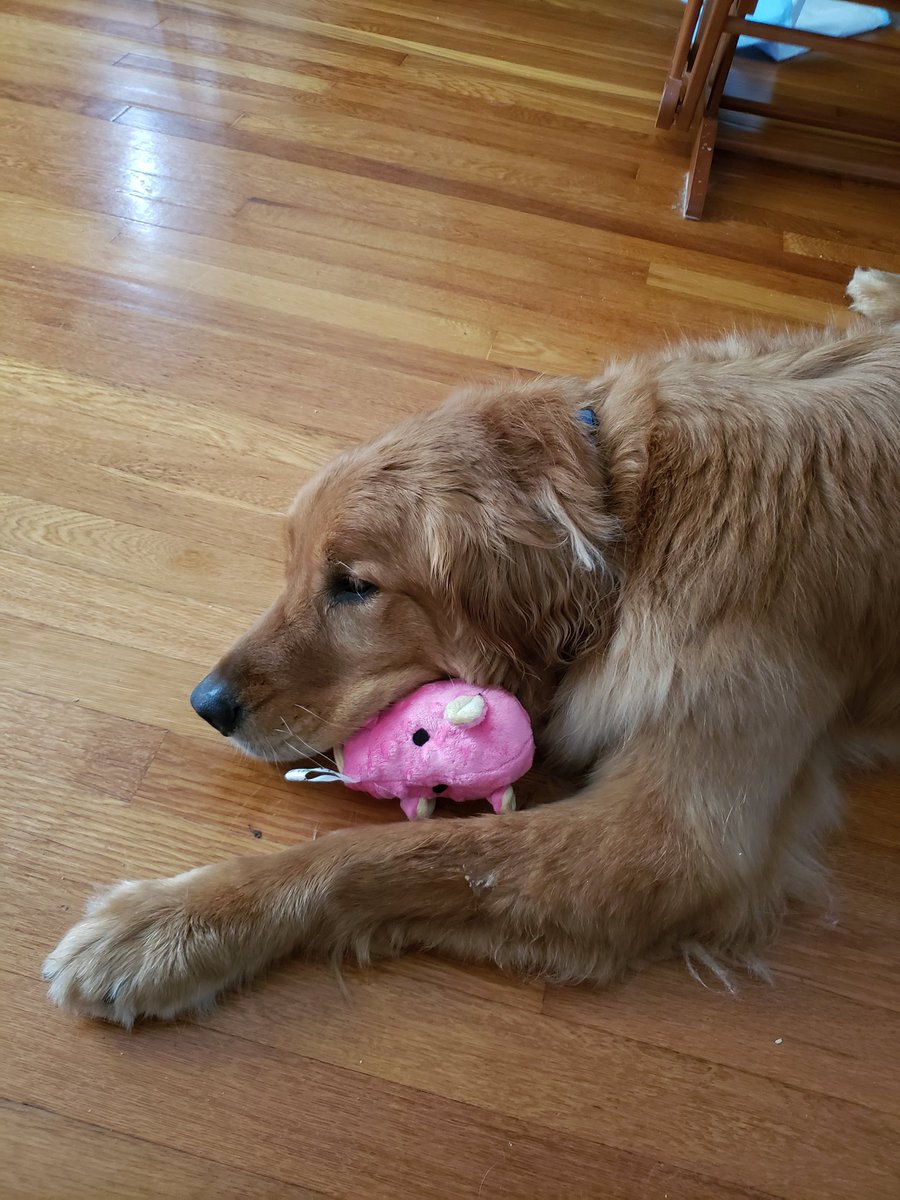 sarahjaswim's tweet photo. #Rory lost his battle with cancer today. Throughout the day, his health suddenly worsened. He is finally at peace. I miss him and will love him forever💔😭
#goodbyeRory
#fitlanderpup
@MPCFitlanders @Sheugs @SamsSecretAlias @ladybay8 @barbaramills1 @LaurelSchuett @pjl24 @10MinDQ https://t.co/hddk7vetIu