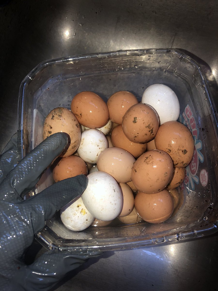 VERYMARY901's tweet photo. Farm fresh eggs! 
$3.50 per carton
Bartlett/Cordova area
PayPal, Zelle, Cash app, or pay and pick up! DM for info. 🐔🐣🐓 https://t.co/ext3hNbBQP