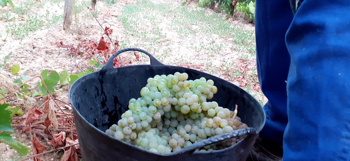 Torremilanos's tweet photo. ¡Primera jornada de vendimia completada! Hoy hemos empezado la vendimia 2021 con la Albillo Mayor.
#torremilanos #vendimia #albillomayor #vendimia2021  #riberadelduero https://t.co/nOBdmriYpx