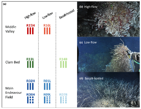 Many foundation species in chemosynthesis-based ecosystems rely on symbiotic bacteria for their survival. 

New research attempts to shine a light on a deep-sea bacterial symbiont population structure with CRISPR. 

Read more at the link!

bit.ly/2WMYaJM