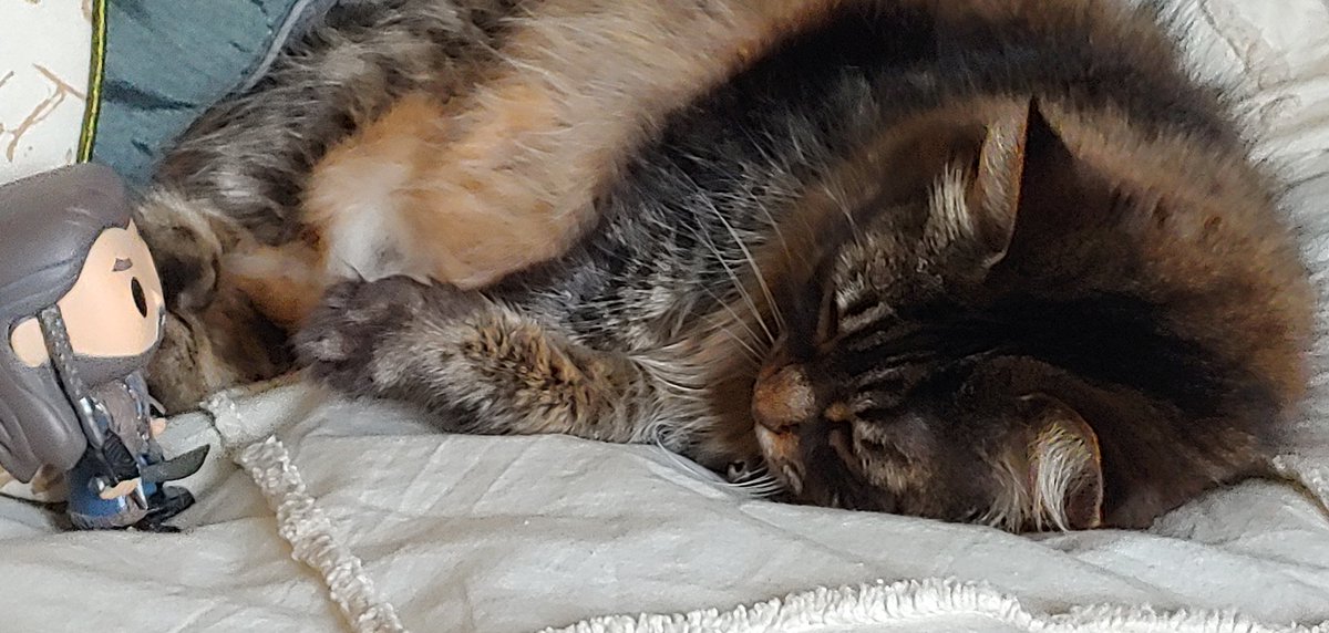 terr6210's tweet image. &quot;What is this creature madam? Where did it come from?&quot; She was rescued my Lord, much like you were.. &quot;Me&quot;?!? Yes lord, from your box.. 😂  #StaringContest