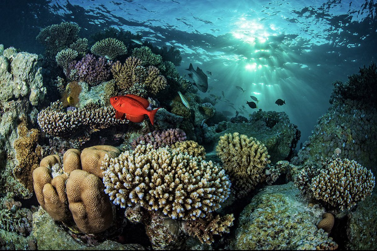 The Gulf of Aqaba in the northern Red Sea meets the UNESCO criteria to qualify as a Marine World Heritage Site
due to its exceptional natural beauty, incredible biodiversity, and importance for conservation as one of the largest marine refuges from climate change on the planet.