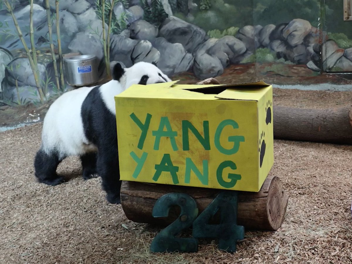 ZooATL's tweet photo. Yang Yang deserves all the #birthday boxes, produce, and giant ice "cakes" for his 24th birthday! #ZAPandas #ZooATL https://t.co/5qh4tAhG3e