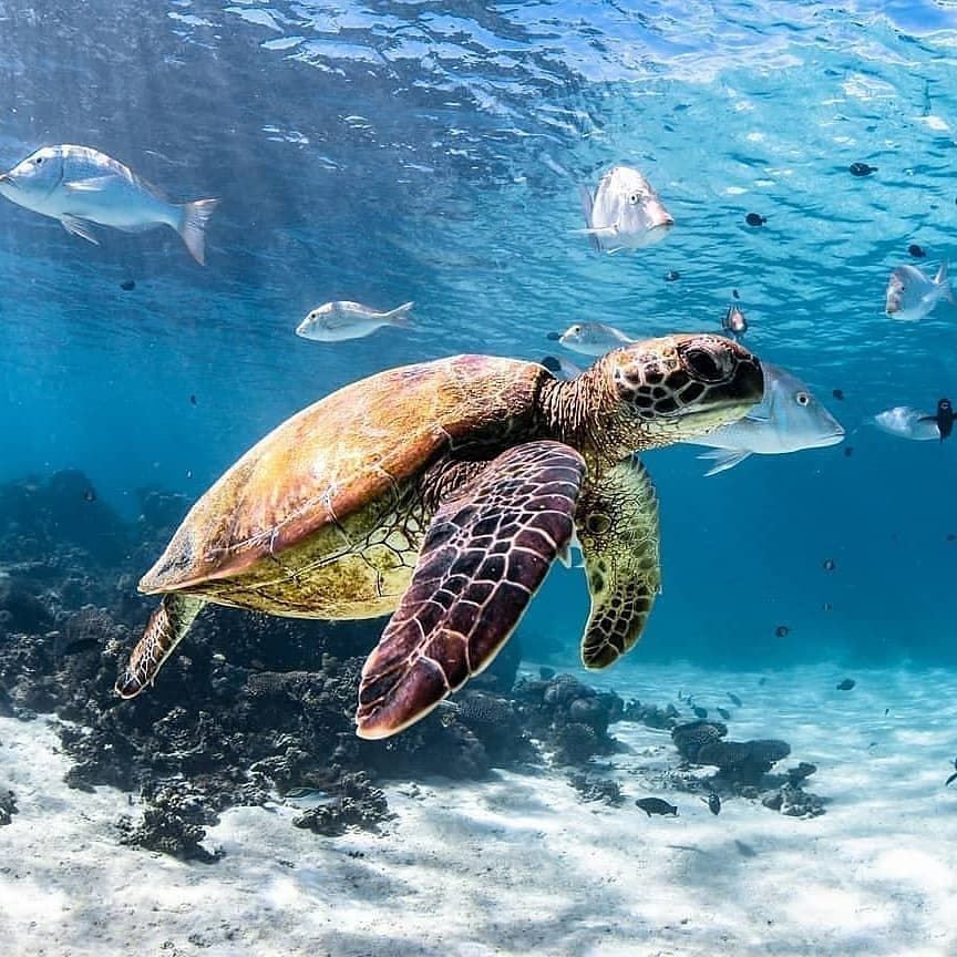 Cara Maré tweet media