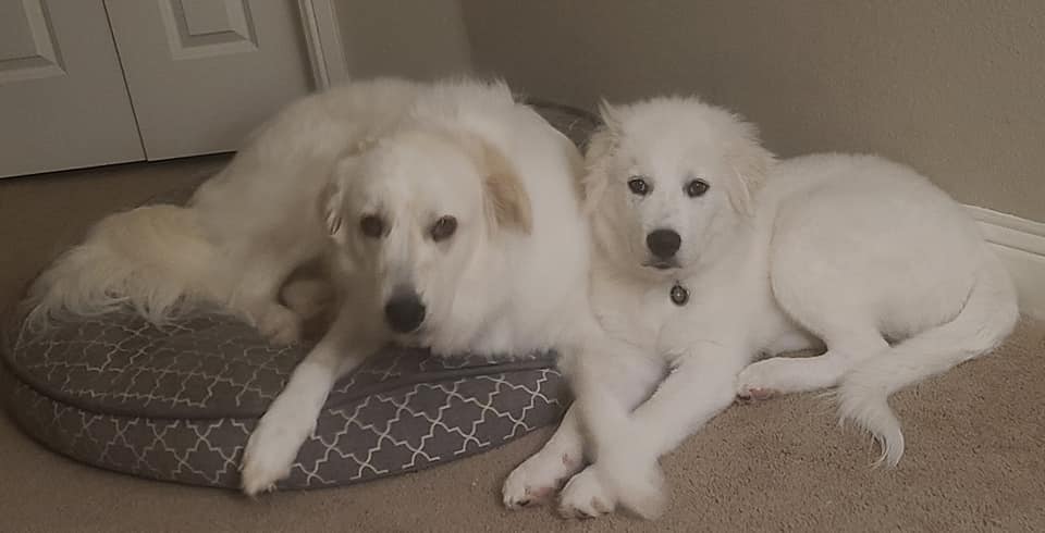 SPINRescue's tweet photo. Ezra &amp; Atlas are available for adoption!  These 2 fosters have really loved living together in their foster home!  You might need them both!  Apply for either (or both) at https://t.co/np3ioeBOSp #foster #fosteringsaveslives #pyrenees https://t.co/JqtsY5QOa0