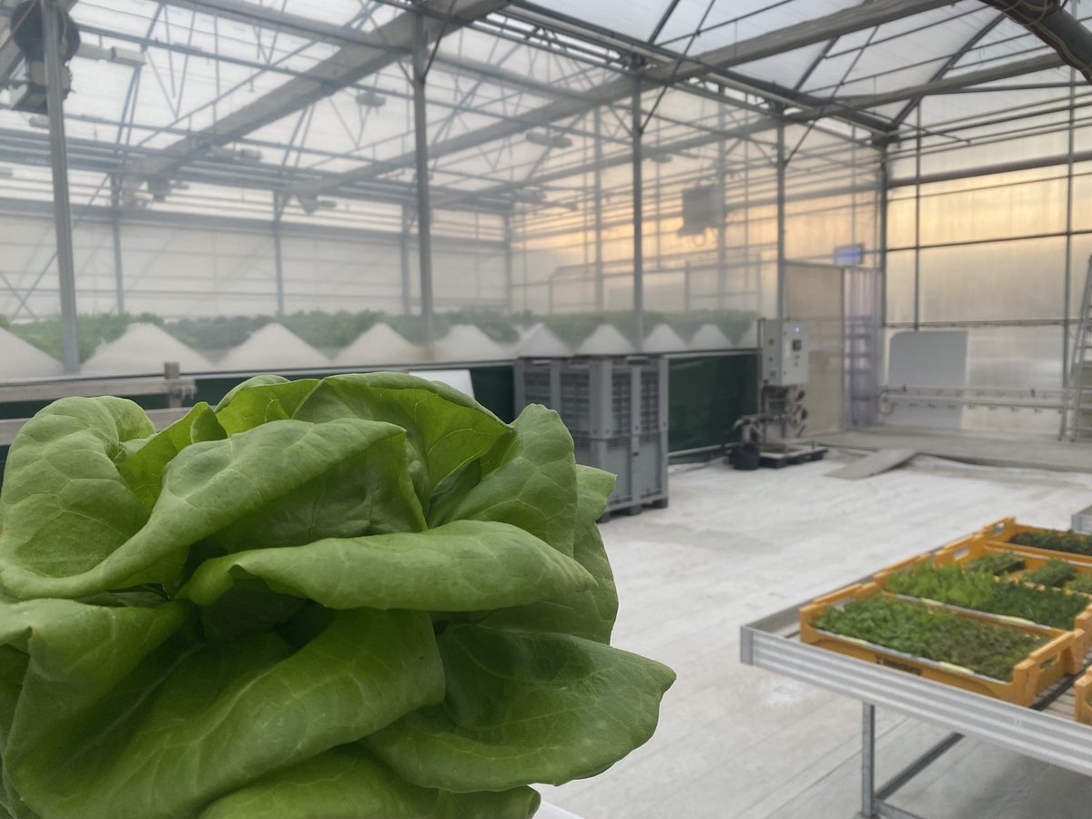 Innovaud's tweet photo. Visite des serres de Cleangreens Solutions @SmartLettuce à @Agropole_Swiss et découverte de leur système de #culture #durable et #innovant utilisant l’#aeroponie pour économiser l’eau et produire des salades fraîches, sans pesticides toute l’année. #CleanGreens #GreenTech #VDTech https://t.co/0kI0lVUqUB
