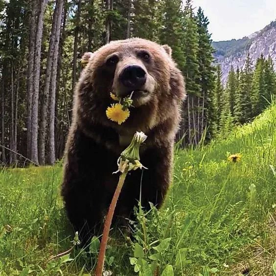 Karim68832878's tweet photo. Good evening friends 😀🐻🌻🌲🧡 https://t.co/P0rLz3lUXC