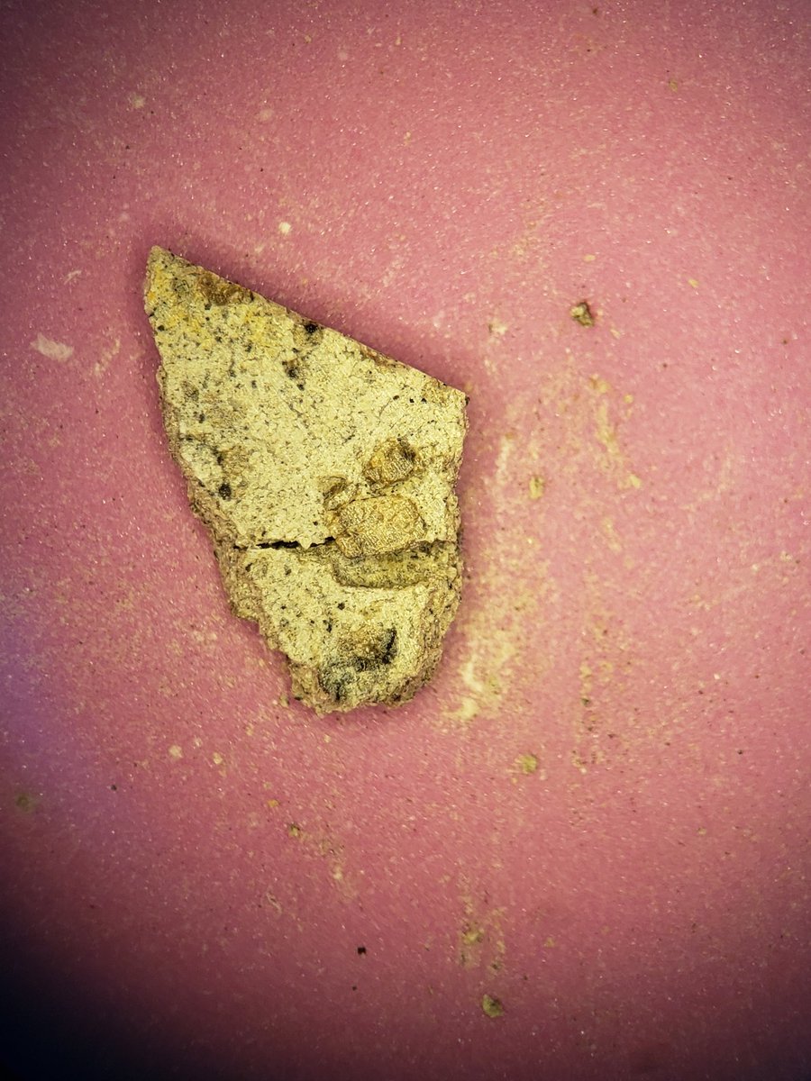 Close up of a martian meteorite. It is light grey mostly with large olivine phenocrysts. It is broken in half along the edge of a large olvine.