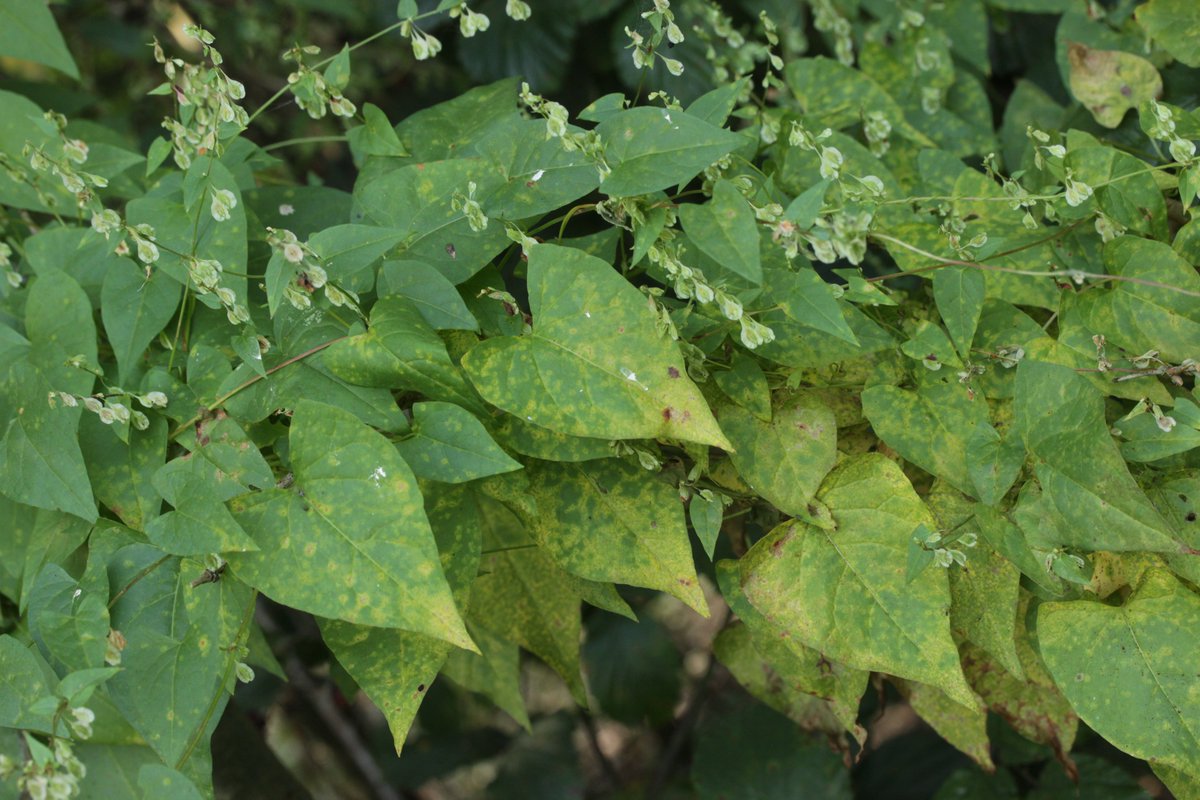RPilze's tweet photo. Puccinia polygoni ex Fallopia dumetorum
#Pucciniapolygoni #Puccinia #rust #rost #rostpilz #rustfungus #Fallopiadumetorum #Fallopia #HeckenWindenknöterich #Renouéedeshaies #polígonodelasmalezas #mushroom #mushrooms #fungus #fungi #pilz #pilze #champignons #champignon #nature https://t.co/cr742L3Cpn