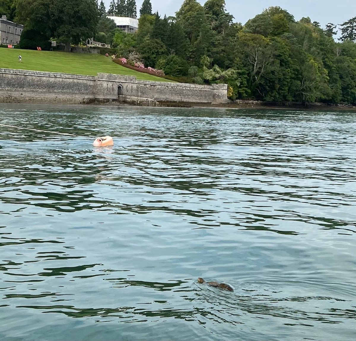 Grey squirrel swimming 🤿 across the Menai Strait to Anglesey 9/9/21. Nightmare. 📷 Andy Cooper.