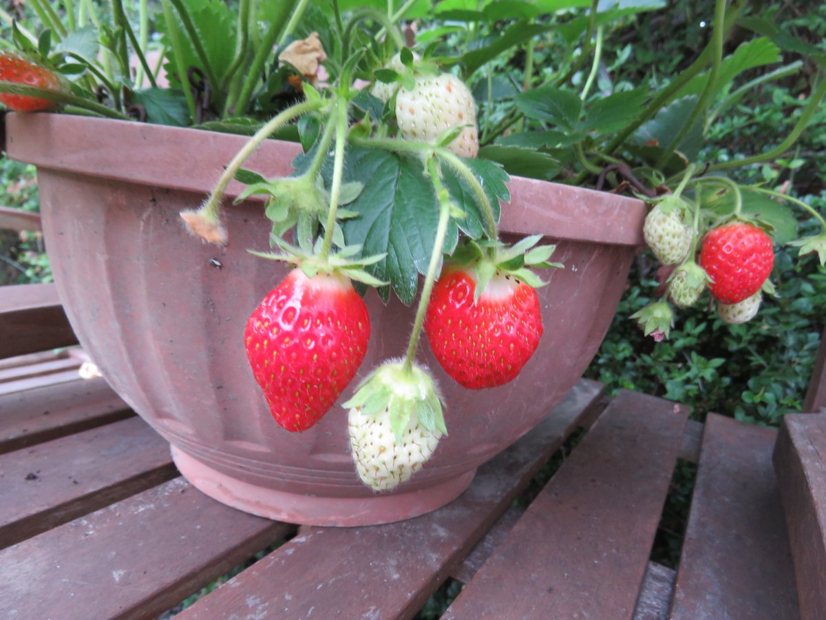 Steveredwolf's tweet photo. September strawberries @GYOmag @TheMontyDon #eatfresh #avoidchemicals #noairmiles #eatlocal https://t.co/kwkoWNfGKn
