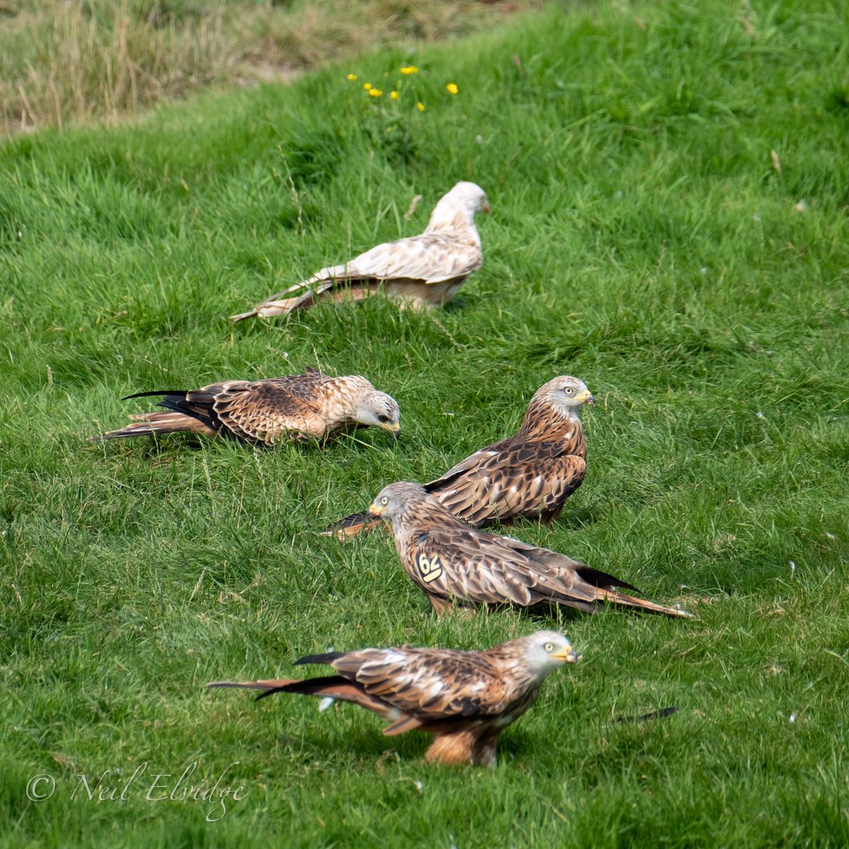 NeilElvidge's tweet photo. Spot the odd one out #GigrinFarm #LeucisticRedKite https://t.co/CY7D13sMWY