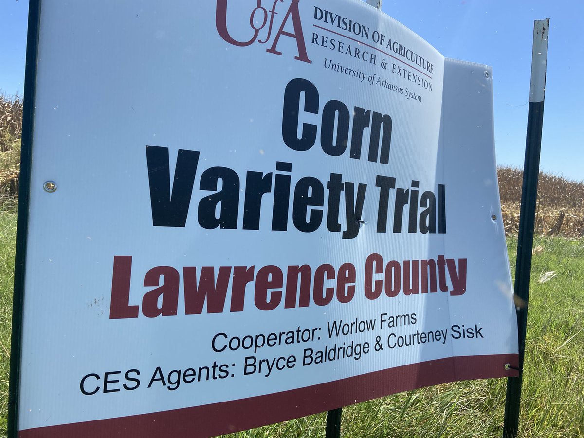 sisk_wall's tweet photo. It’s a good day to cut 🌽!! Thank you to our Cooperators Worlow Farms! Will record yield and weight for 15 Varieties today @ExtLawrence @AR_Feedgrains @AgWriterArk https://t.co/jDkGpxgGlM