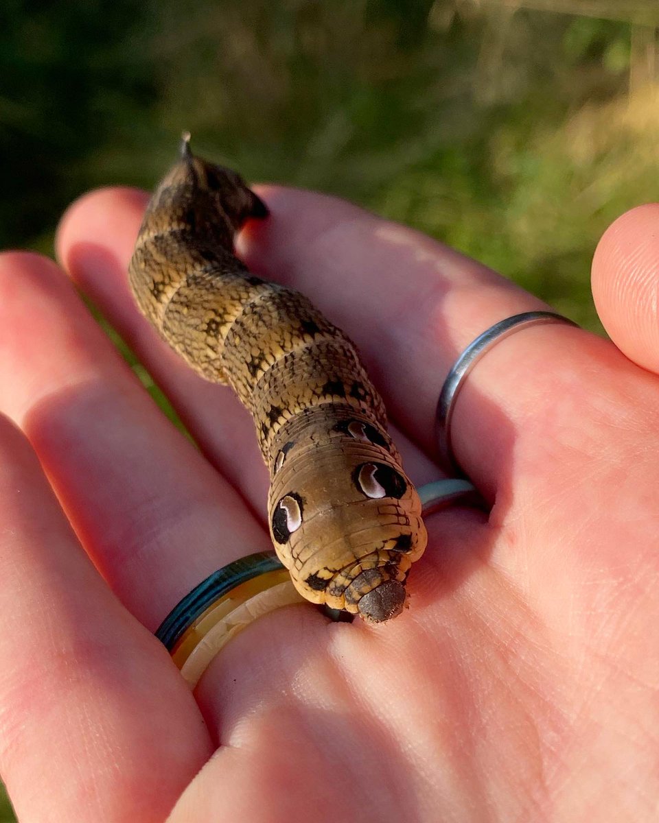Lucy Lapwing tweet media