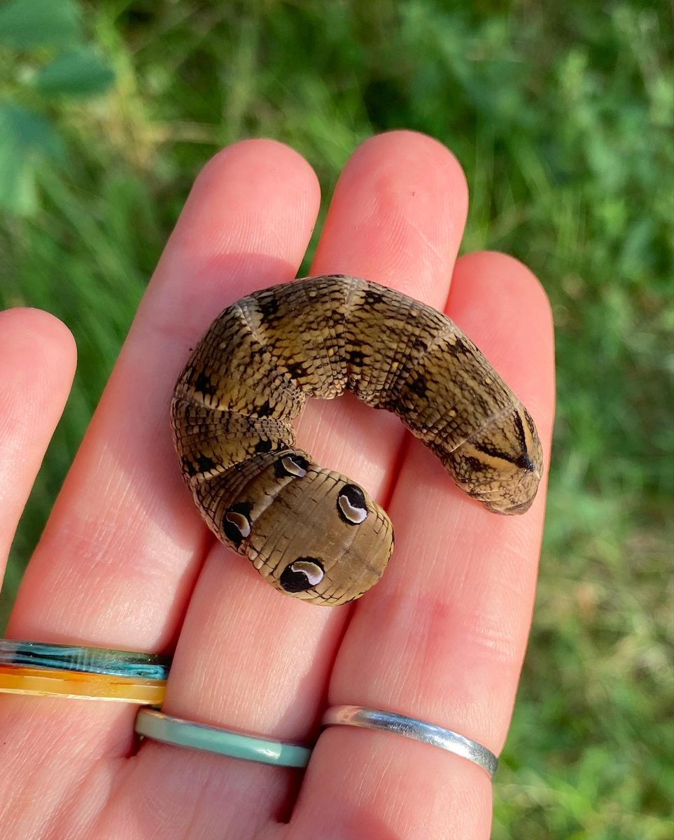 Lucy Lapwing tweet media