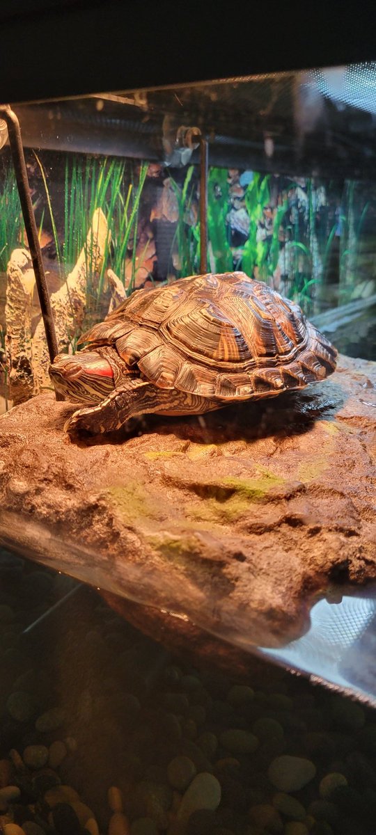 SarahShakil's tweet photo. Sleeping baby🐢 https://t.co/ekuBFGlXsU