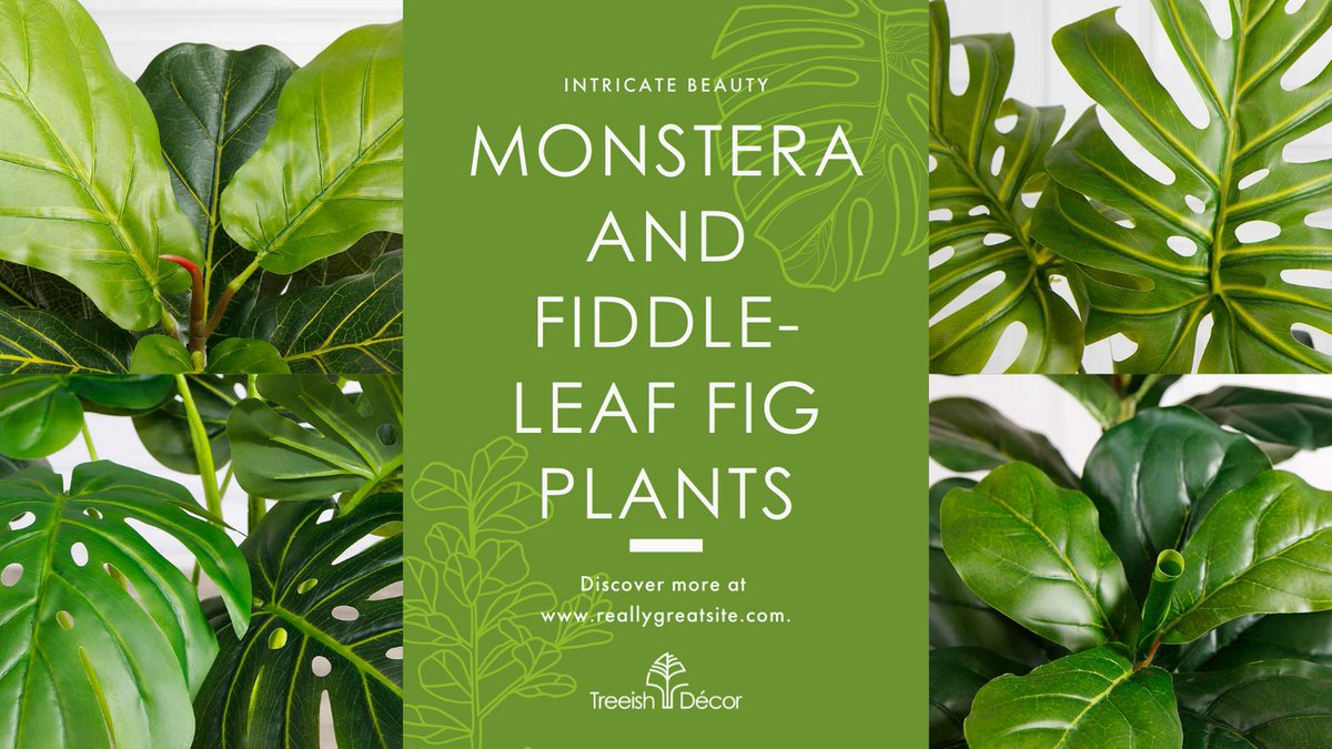 TreeishD's tweet image. See our selection of monstera and fiddle-leaf fig plants. We have many styles to fit your decor 

#TreeishDecor #monstera #fiddleleaffig #indordecor #officedecor #plants #greenaccent #ecommerce #canadianbusiness #yycbusiness