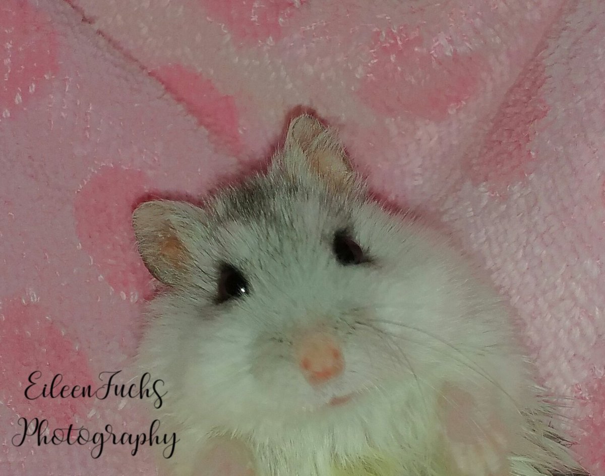 It's #NationalTeddyBearDay. This was our Teddy😍 He's not a bear. He's a hamster who was returned to the pet store by people who dropped him so his back legs were paralyzed. We adopted him & loved him more than words can say. He passed away a few years ago with us holding him❤🥰