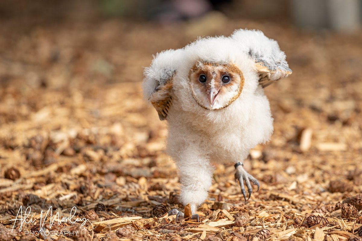 I fell head over heals in love with 2 baby barn owls today 😍 @yorkbirdofprey

#yorkbirdofpreycentre #owllovers #owl #owlsofinstagram #owls #birdofprey #barnowls #barnowlsofinstagram #birdsofinstagram #birdsofinsta #birdonabranch #birdphotograph #birdphotography  #yorkshire
#bird