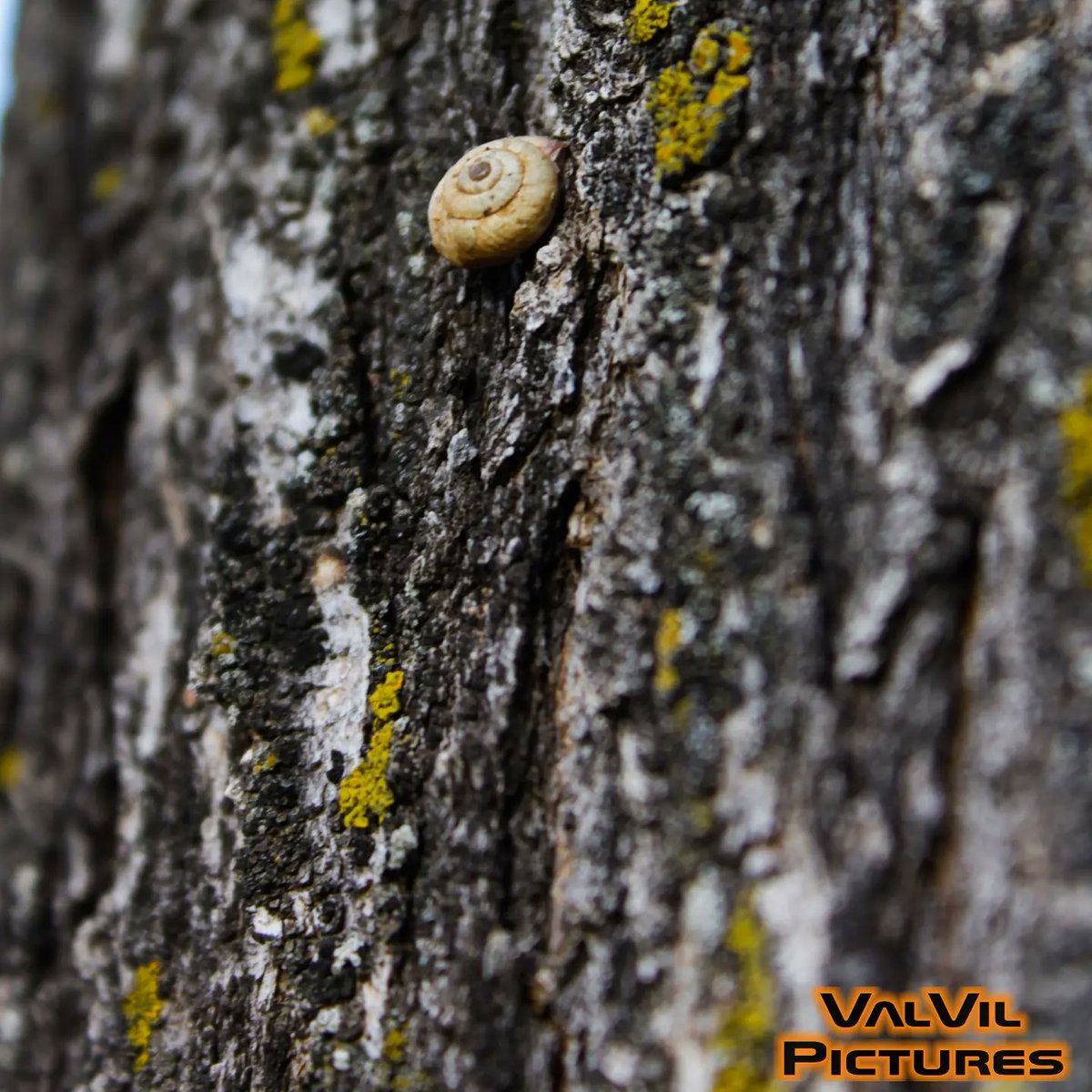 SergioValVil's tweet photo. Foto de #Caracol #Fotografia #Macro #macrophotography #ValVilStudio #ValVilPictures #photography #Valdepenas #like4like #food #instadaily #instagood #instasize #tagsforlikes #photo #cute #pics #instagrammers #gym #baby #beach #instacool #cool https://t.co/Pyi1u8bqVy