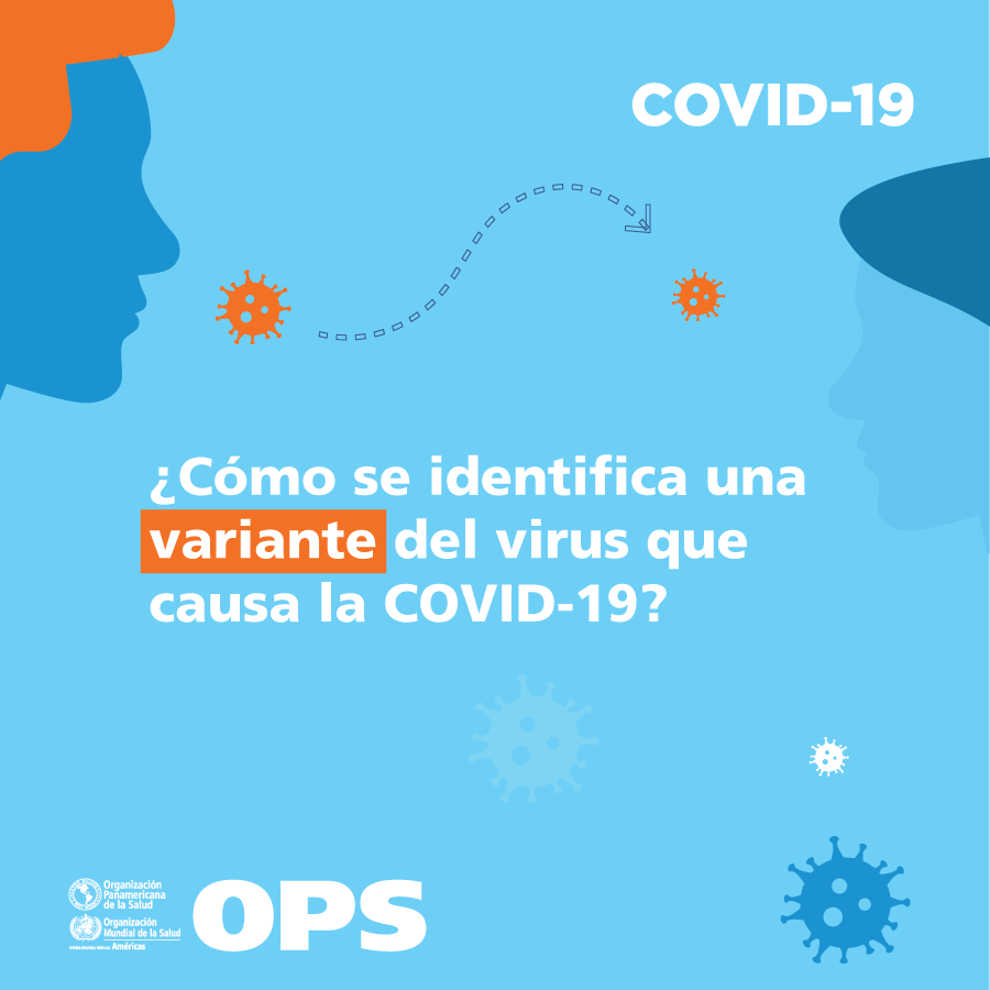 OPSOMSPeru's tweet photo. Las variantes se identifican con la toma de muestras de personas contagiadas por COVID-19 en diferentes países y regiones. Miles de científicos analizan las muestras y estudian los cambios genéticos del virus, a este proceso se le llama ➡️ vigilancia genómica ⬅️
#VariantesCOVID19 https://t.co/KskA9KsIwk