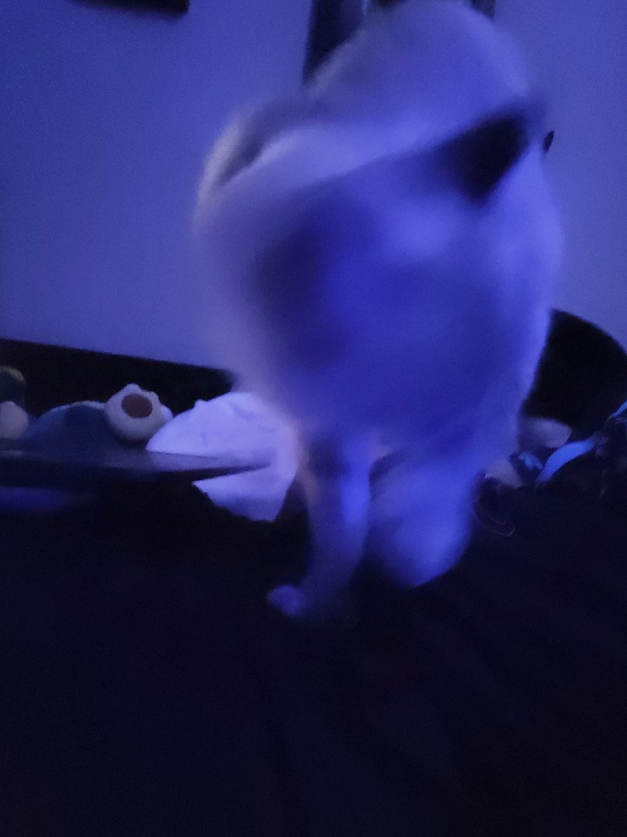 MonokumaParty's tweet photo. @gfmybeloved I don't have memes but here's a cat going brr https://t.co/nU4TJkyi6L