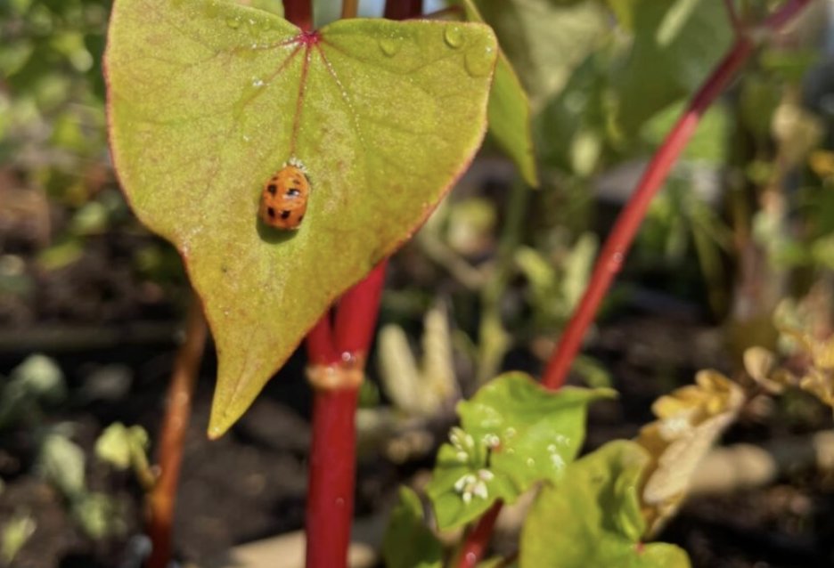 "How to Begin Well: Thoughts for the Start of a School Year" Panel on 9/9 (6-7pm ET) w/ Alin Bennett @educationreimagined, Orly Friedman <a href="/RedBridgeEdu/">Red Bridge Education</a> , Miguel Gonzalez <a href="/DirectorEmbark/">l</a>, <a href="/WendyOstroff/">Wendy L. Ostroff</a>, and Denise Pope <a href="/StanfordEd/">Stanford Graduate School of Education</a> Register (free) at slateschool.org/panel-registra…