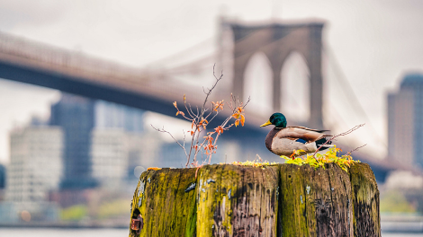 The Graduate Center tweet media