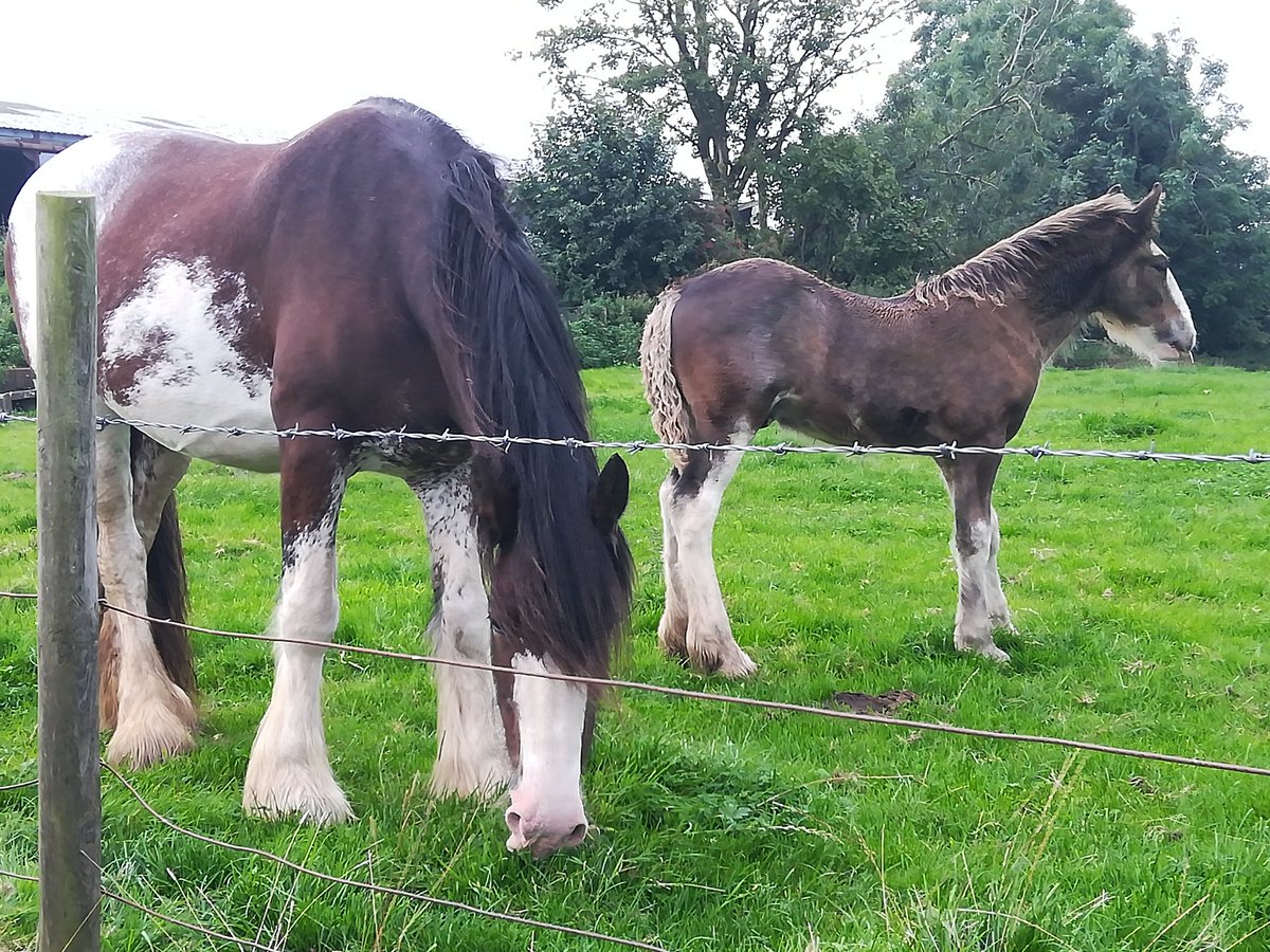 Wee lad isn't so wee anymore....
#TorfootYesSirICanBoogie #DougieToHisPals #TorfootClydesdales