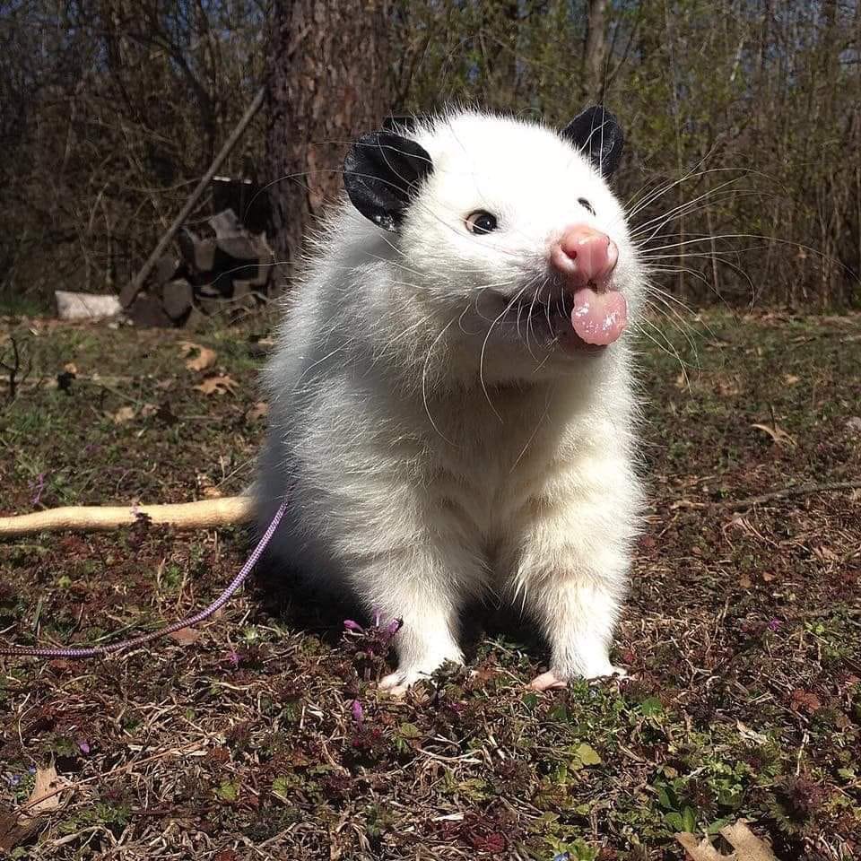 Possumeveryhour.io (@possumeveryhour) on Twitter photo 