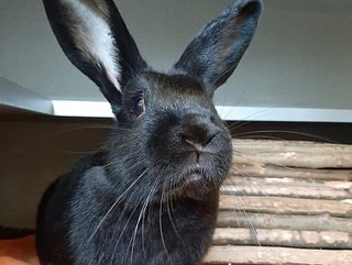CalgaryHumane's tweet photo. Our Volunteer Bunny Hugger Lori was busy writing notes today when Little Bear decided she had other plans and needed more attention!
Want to learn more about Little Bear? Visit our website at: https://t.co/Olwg6PzwDU for more information.
#yyc #adoptabun #volunteer https://t.co/GaACXiTzmo