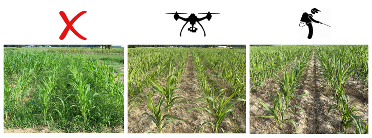 VT_Weeds's tweet photo. Conducted several studies on Unmanned Aerial Systems-based spray applications in corn, soybean, cotton. >95% weed control with UAS using very low volume. Photo: UAS-spray v/s backpack and non-treated. Tested nozzles &amp; spot spray also @Dhiraj_Ruler @VCE_news @VTCals @WorldofWeeds https://t.co/USZgYBBxB3