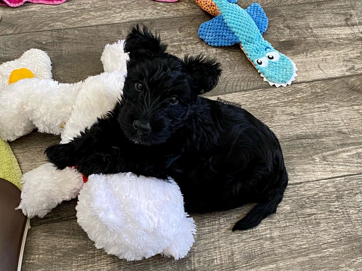 Today is #NationalTeddyBearDay which honors childhood’s favorite plush bear. We are sharing Bon Scott’s teddy bear which he got from his breeder. This poor teddy has seen a lot. And I mean a lot.
And ➡️ see 7 week old Bon Scott when his teddy bear was its original color! #dogs