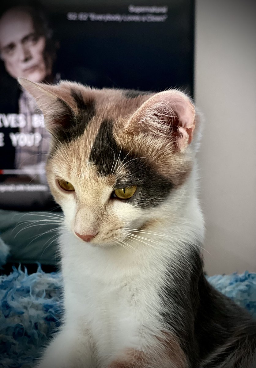 DemitryousGames's tweet photo. Say hello to Ella, the only cat I know that could knock out all power in my room, break my monitor, and the hamster’s cage in the same week ☺️👍 she’s lucky she is cute af and breaking my monitor got me a better one 😉 https://t.co/TdcW5t6AbX