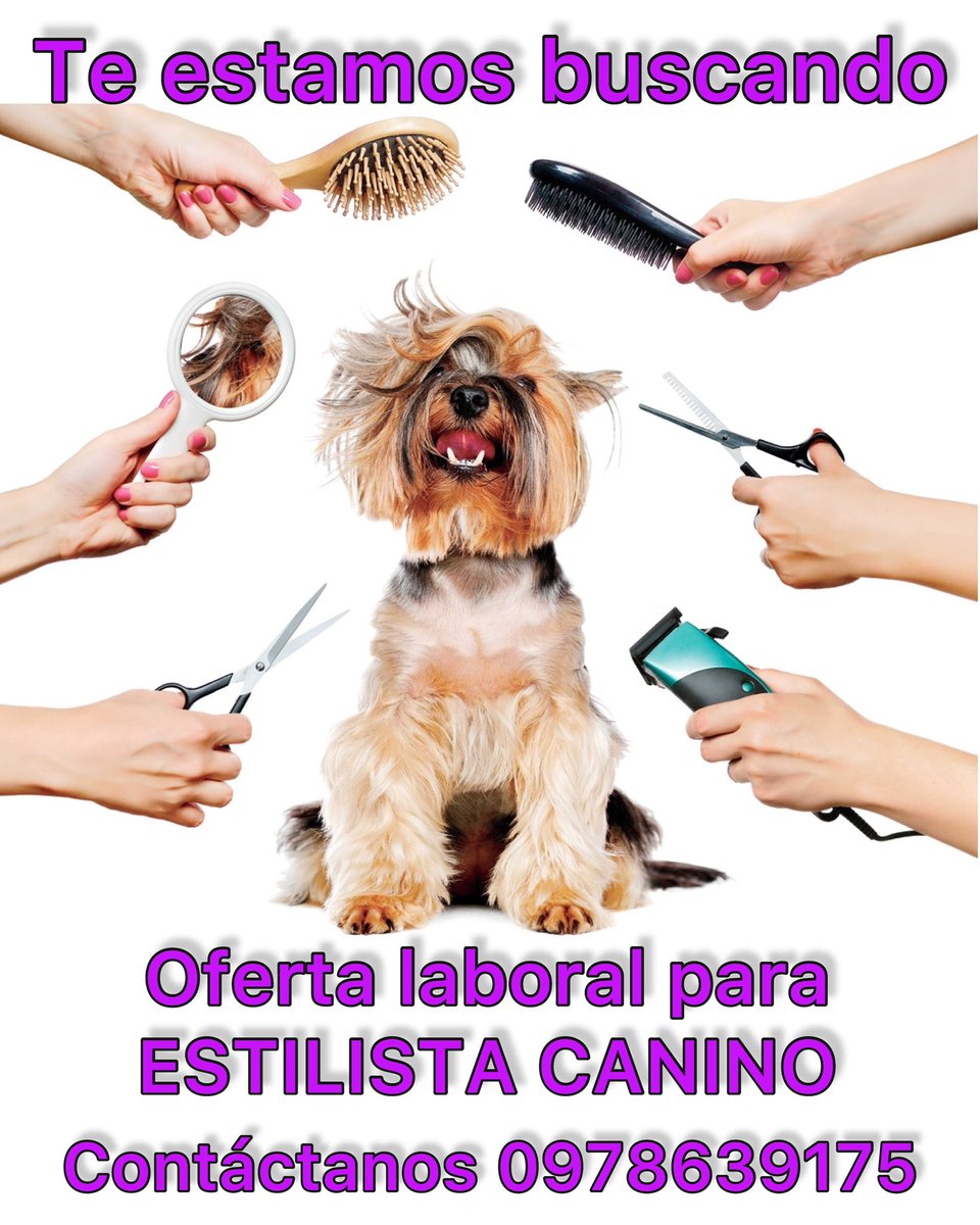 jeffdavid57's tweet photo. #comparte 
¿Te interesa trabajar con nosotros?
Estamos buscando estilista canino para sucursales en el cantón VENTANAS, escríbenos mediante WhatsApp 0978639175 o 0987959620 enviando tu hoja de vida y nos pondremos en contacto contigo. https://t.co/NFmg53OLSS