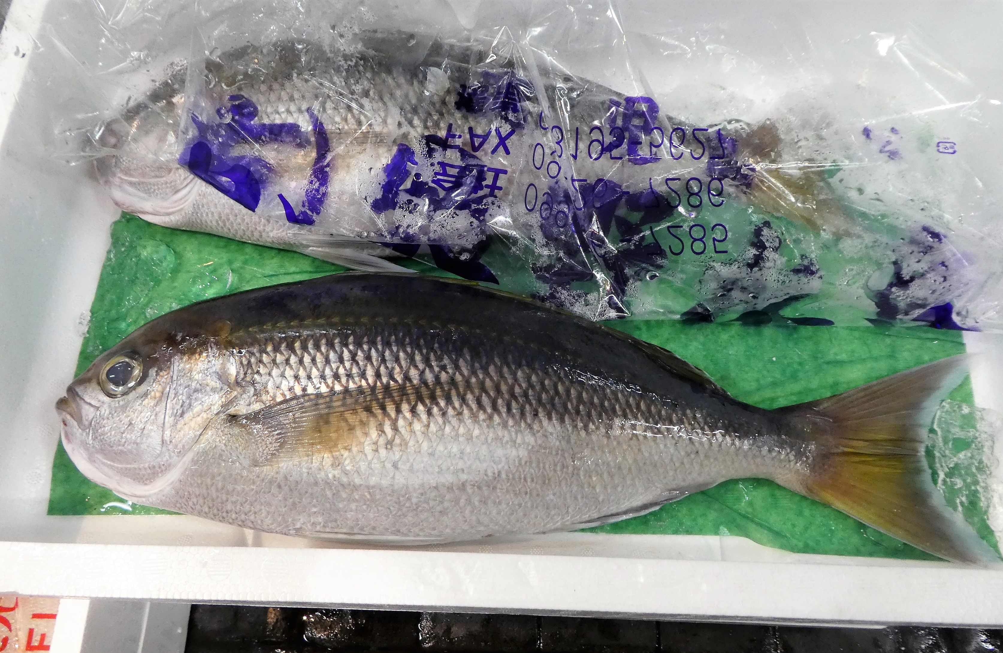 ザ 豊洲市場 公式 アオダイ 青い体が目印 生きている時は鮮やかな青 青い体に鮮やかな 黄色の帯を持つウメイロと同じフエダイ科の魚 伊豆 小笠原諸島 相模湾から台湾にすむ魚で 写真は鹿児島県産の約1 6kg 刺身や塩焼き 煮つけなどで 伊豆