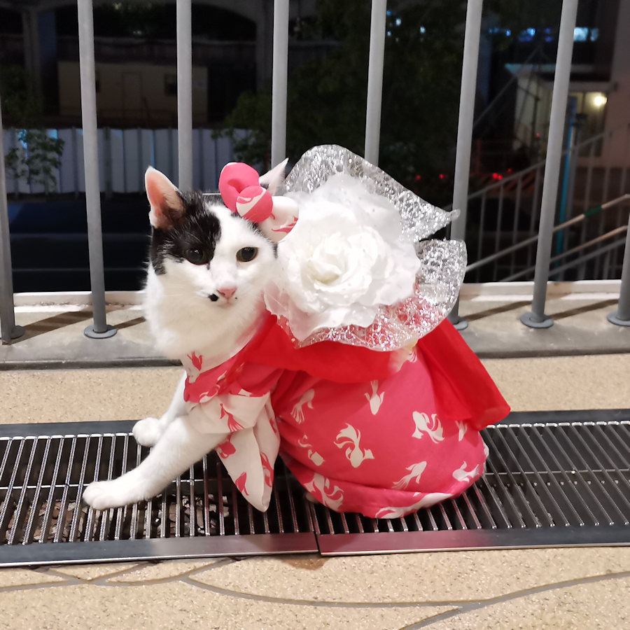 ぽっぴい Kumichan77 Twitter