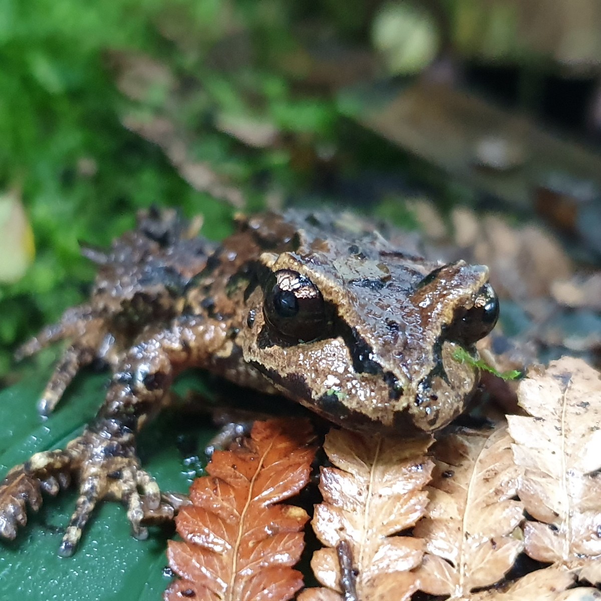 Auckland Zoo on X: The start of spring means it's time to health check our  Archey's frogs! Ectotherm keeper Nick is collecting the #frogs from their  vivariums & matching them against their