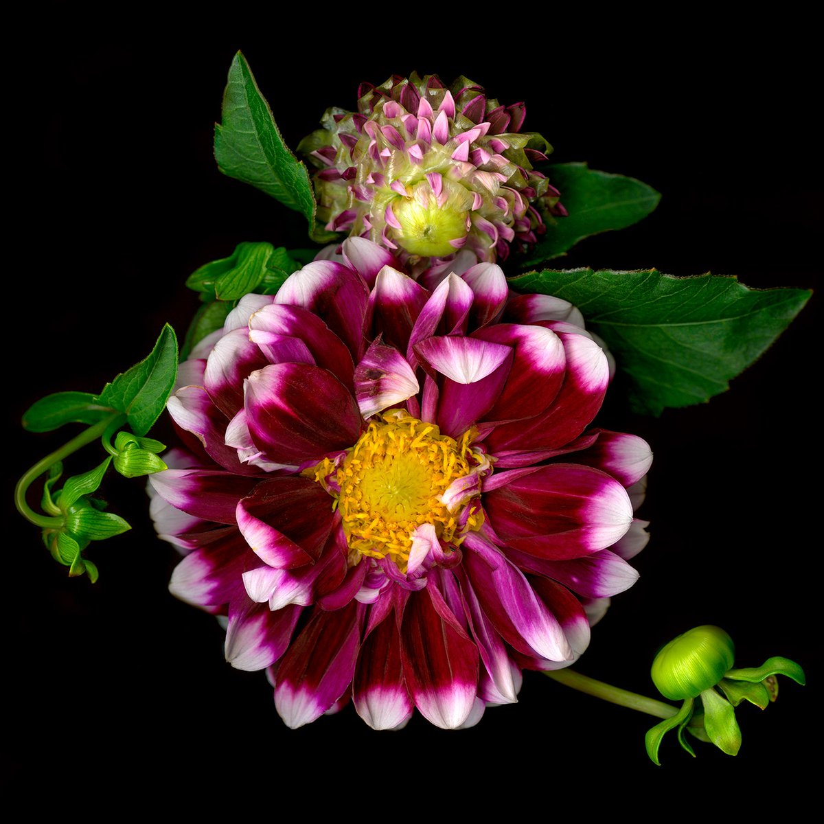 New from Studio E/L Hospitality (Link in Bio). Artist Kate Blacklock's bold botanical photographs. #hammerdesignresources #hoteldesigner #design #hotel #hoteldesign #interiordesign #boutiquedesign #studioelhospitality #art #hospitalityart #hotelartwork