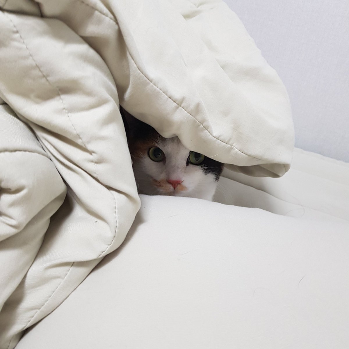 samchimom's tweet image. 낯선 이모가 놀러옴 어게인