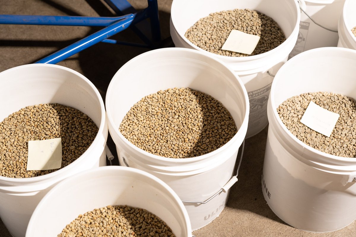 Voici ce dont on parle lorsqu'on mentionne "café vert". Ce sont les grains de café juste avant d'être torréfiés à notre atelier. Lors de la torréfaction, ces grains deviendront plus foncés pour obtenir une couleur brune claire à brune foncée 🔥