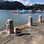 ツイートに含まれる画像