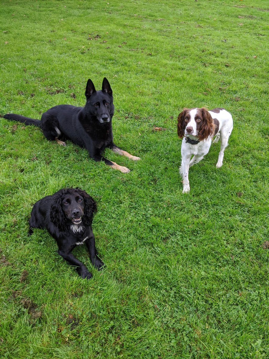 K9Scottish's tweet image. So sorry he's back in hospital. #PDBodie #PDBilly and #PDLeo are sending him big hugs xx🐾🐾